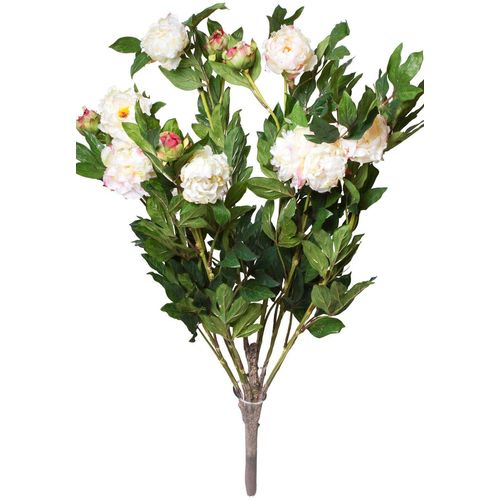 4260600491882 - Kunstblume BOTANIC-HAUS Pfingstrosenbusch Kunstpflanzen Gr Ø H 75 cm x 115 cm 1 St beige (creme pink) Kunst-Blumen 4260600491882 - Kunstblume BOTANIC-HAUS Pfingstrosenbusch Kunstpflanzen Gr Ø H 75 cm x 115 cm 1 St beige (creme pink) Kunst-Blumen