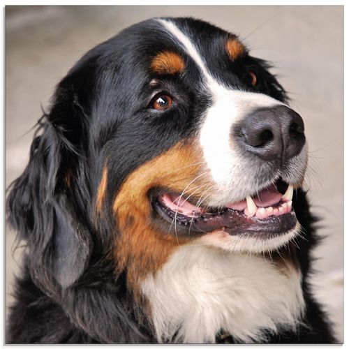 4058661714213 - Glasbild ARTLAND Berner Sennenhund Bilder Gr B H 50 cm x 50 cm Glasbild Haustiere quadratisch 1 St braun Bild Glasbild Glasbilder Bilder in verschiedenen Größen 4058661714213 - Glasbild ARTLAND Berner Sennenhund Bilder Gr B H 50 cm x 50 cm Glasbild Haustiere quadratisch 1 St braun Bild Glasbild Glasbilder Bilder in verschiedenen Größen