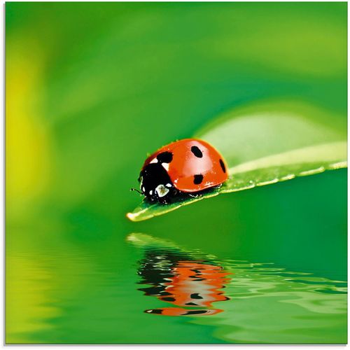 4055327021333 - Glasbild ARTLAND Marienkäfer auf einem Blatt Bilder Gr B H 30 cm x 30 cm Insekten 1 St grün Glasbilder Bilder in verschiedenen Größen 4055327021333 - Glasbild ARTLAND Marienkäfer auf einem Blatt Bilder Gr B H 30 cm x 30 cm Insekten 1 St grün Glasbilder Bilder in verschiedenen Größen