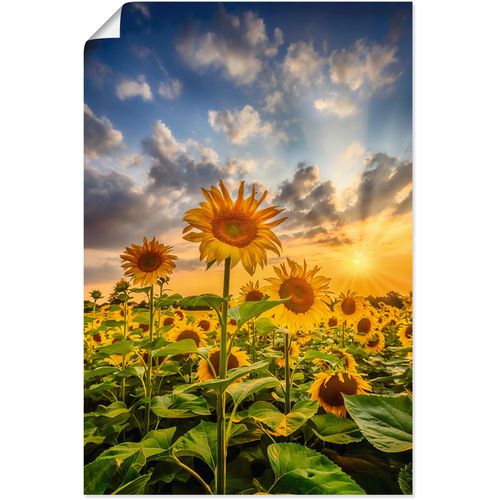 4062144760970 - Wandbild ARTLAND Sonnenblumen im Sonnenuntergang Bilder Gr B H 40 cm x 60 cm Poster Blumenbilder Hochformat 1 St bunt Kunstdrucke als Alubild Leinwandbild Wandaufkleber oder Poster in versch Größen 4062144760970 - Wandbild ARTLAND Sonnenblumen im Sonnenuntergang Bilder Gr B H 40 cm x 60 cm Poster Blumenbilder Hochformat 1 St bunt Kunstdrucke als Alubild Leinwandbild Wandaufkleber oder Poster in versch Größen