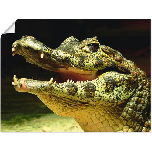 4055327606448 - Wandbild ARTLAND Ein lächelndes Krokodil Bilder Gr B H 40 cm x 30 cm Poster Wassertiere 1 St grün Kunstdrucke Bilder als Leinwandbild Wandaufkleber oder Poster in versch Größen 4055327606448 - Wandbild ARTLAND Ein lächelndes Krokodil Bilder Gr B H 40 cm x 30 cm Poster Wassertiere 1 St grün Kunstdrucke Bilder als Leinwandbild Wandaufkleber oder Poster in versch Größen