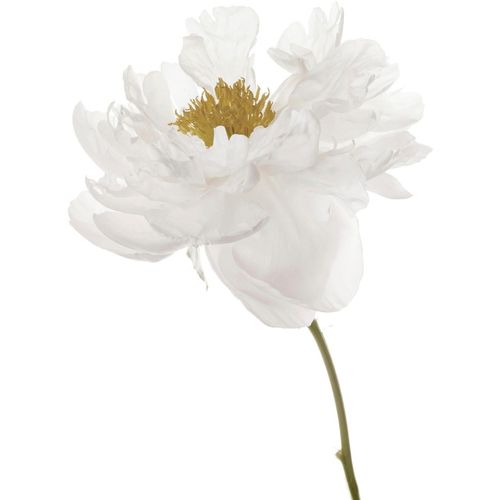 4049009858003 - Wandtattoo QUEENCE Danile gelb B70cm Folie Wandtattoos Wandbild Sticker Blume Blüte selbstklebend 4049009858003 - Wandtattoo QUEENCE Danile gelb B70cm Folie Wandtattoos Wandbild Sticker Blume Blüte selbstklebend