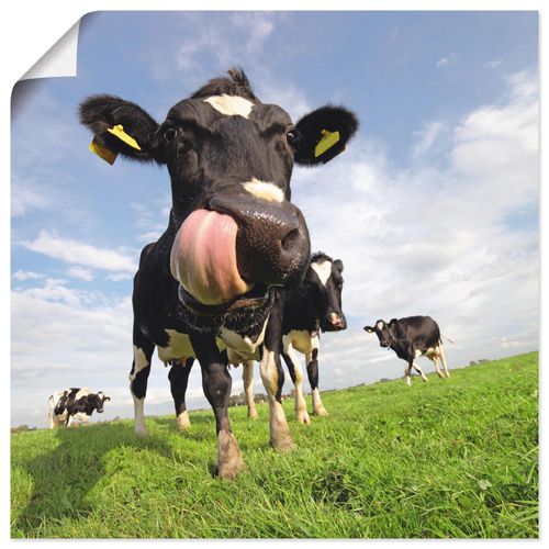4055327614689 - Wandbild ARTLAND Holstein-Kuh mit gewaltiger Zunge Bilder Gr B H 30 cm x 30 cm Poster Haustiere quadratisch 1 St blau Bild Metallbild Metallbilder Bilder als Alubild Leinwandbild Wandaufkleber oder Poster in versch Größen 4055327614689 - Wandbild ARTLAND Holstein-Kuh mit gewaltiger Zunge Bilder Gr B H 30 cm x 30 cm Poster Haustiere quadratisch 1 St blau Bild Metallbild Metallbilder Bilder als Alubild Leinwandbild Wandaufkleber oder Poster in versch Größen