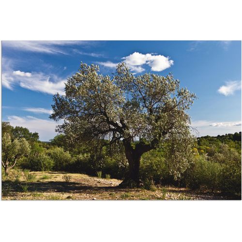 4059745107600 - Wandbild ARTLAND Olivenbaum in Südfrankreich Bilder Gr B H 90 cm x 60 cm Alu-Dibond-Druck Bäume 1 St beige (naturfarben) Bild Kunstdruck Poster Bilder als Alubild Leinwandbild Wandaufkleber oder in versch Größen 4059745107600 - Wandbild ARTLAND Olivenbaum in Südfrankreich Bilder Gr B H 90 cm x 60 cm Alu-Dibond-Druck Bäume 1 St beige (naturfarben) Bild Kunstdruck Poster Bilder als Alubild Leinwandbild Wandaufkleber oder in versch Größen