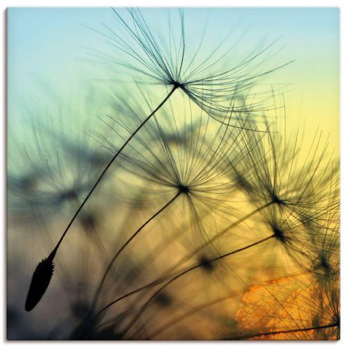 4059745926119 - Wandbild ARTLAND Goldener Sonnenuntergang und Pusteblumen Bilder Gr B H 70 cm x 70 cm Leinwandbild Blumen quadratisch 1 St gelb Bild Poster Bilder als Alubild Leinwandbild Wandaufkleber oder in versch Größen 4059745926119 - Wandbild ARTLAND Goldener Sonnenuntergang und Pusteblumen Bilder Gr B H 70 cm x 70 cm Leinwandbild Blumen quadratisch 1 St gelb Bild Poster Bilder als Alubild Leinwandbild Wandaufkleber oder in versch Größen