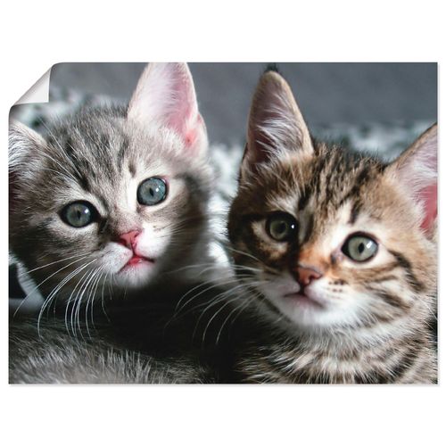 4062144535363 - Wandbild ARTLAND Katze Bilder Gr B H 80 cm x 60 cm Poster Haustiere Querformat 1 St grau Bild Leinwandbild Kunstdrucke Bilder als Alubild Leinwandbild Wandaufkleber oder Poster in versch Größen 4062144535363 - Wandbild ARTLAND Katze Bilder Gr B H 80 cm x 60 cm Poster Haustiere Querformat 1 St grau Bild Leinwandbild Kunstdrucke Bilder als Alubild Leinwandbild Wandaufkleber oder Poster in versch Größen