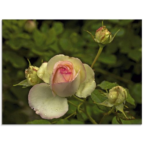 4058661661715 - Glasbild ARTLAND Rosa Rose Bilder Gr B H 60 cm x 45 cm Glasbild Blumen Querformat 1 St grün Bild Glasbild Glasbilder Bilder in verschiedenen Größen 4058661661715 - Glasbild ARTLAND Rosa Rose Bilder Gr B H 60 cm x 45 cm Glasbild Blumen Querformat 1 St grün Bild Glasbild Glasbilder Bilder in verschiedenen Größen