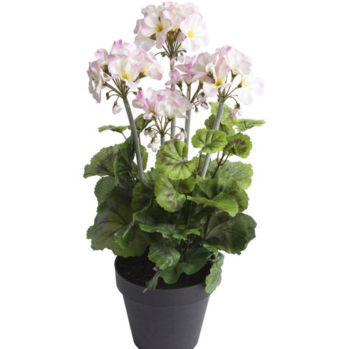 4260600492285 - Künstliche Zimmerpflanze BOTANIC-HAUS Geranienbusch im schwarzen Kunststofftopf Kunstpflanzen Gr Ø H 22 cm x 44 cm 1 St beige (creme) Künstliche Zimmerpflanzen 4260600492285 - Künstliche Zimmerpflanze BOTANIC-HAUS Geranienbusch im schwarzen Kunststofftopf Kunstpflanzen Gr Ø H 22 cm x 44 cm 1 St beige (creme) Künstliche Zimmerpflanzen