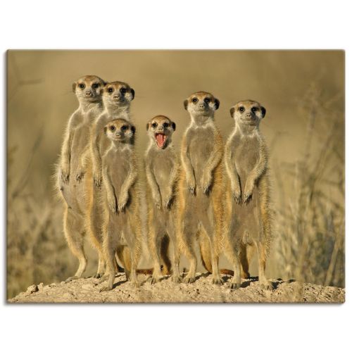 4055327239882 - Wandbild ARTLAND Erdmännchen Familie Bilder Gr B H 40 cm x 30 cm Leinwandbild Wildtiere Querformat 1 St braun Bild Leinwandbild Kunstdrucke Bilder als Alubild Leinwandbild Wandaufkleber oder Poster in versch Größen 4055327239882 - Wandbild ARTLAND Erdmännchen Familie Bilder Gr B H 40 cm x 30 cm Leinwandbild Wildtiere Querformat 1 St braun Bild Leinwandbild Kunstdrucke Bilder als Alubild Leinwandbild Wandaufkleber oder Poster in versch Größen