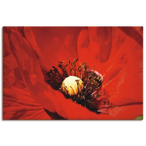 4059745688369 - Wandbild ARTLAND Roter Mohn Bilder Gr B H 90 cm x 60 cm Leinwandbild Blumen Querformat 1 St rot Bild Poster Bilder als Alubild Leinwandbild Wandaufkleber oder in versch Größen 4059745688369 - Wandbild ARTLAND Roter Mohn Bilder Gr B H 90 cm x 60 cm Leinwandbild Blumen Querformat 1 St rot Bild Poster Bilder als Alubild Leinwandbild Wandaufkleber oder in versch Größen