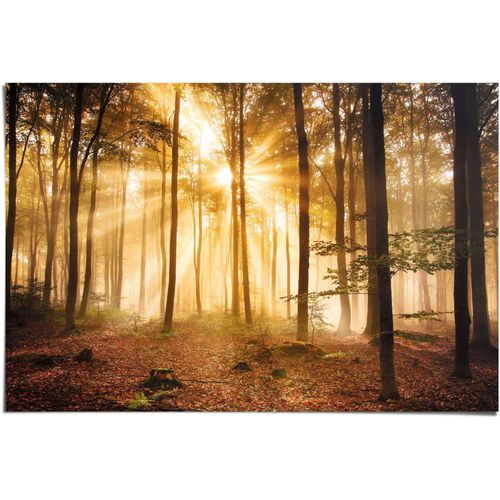 8714597380897 - Poster REINDERS Erleuchteter Wald braun (farbe bild(er) braun) B915cm H61cm Papier Bilder 8714597380897 - Poster REINDERS Erleuchteter Wald braun (farbe bild(er) braun) B915cm H61cm Papier Bilder