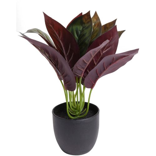 4260600490465 - Künstliche Zimmerpflanze BOTANIC-HAUS Calathea Kunstpflanzen Gr Ø H 20 cm x 20 cm 1 St grün Künstliche Zimmerpflanze Zimmerpflanzen Kunstpflanzen 4260600490465 - Künstliche Zimmerpflanze BOTANIC-HAUS Calathea Kunstpflanzen Gr Ø H 20 cm x 20 cm 1 St grün Künstliche Zimmerpflanze Zimmerpflanzen Kunstpflanzen