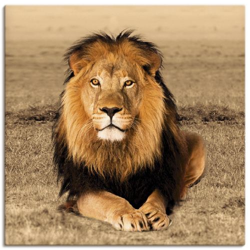 4055327255530 - Wandbild ARTLAND Löwe Bilder Gr B H 30 cm x 30 cm Leinwandbild Wildtiere quadratisch 1 St braun Bild Metallbild Metallbilder Bilder als Alubild Leinwandbild Wandaufkleber oder Poster in versch Größen 4055327255530 - Wandbild ARTLAND Löwe Bilder Gr B H 30 cm x 30 cm Leinwandbild Wildtiere quadratisch 1 St braun Bild Metallbild Metallbilder Bilder als Alubild Leinwandbild Wandaufkleber oder Poster in versch Größen