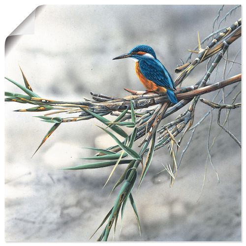 4055327596190 - Wandbild ARTLAND Eisvogel I Bilder Gr B H 30 cm x 30 cm Poster Vögel quadratisch 1 St weiß Bild Poster Bilder als Leinwandbild Wandaufkleber oder in versch Größen 4055327596190 - Wandbild ARTLAND Eisvogel I Bilder Gr B H 30 cm x 30 cm Poster Vögel quadratisch 1 St weiß Bild Poster Bilder als Leinwandbild Wandaufkleber oder in versch Größen