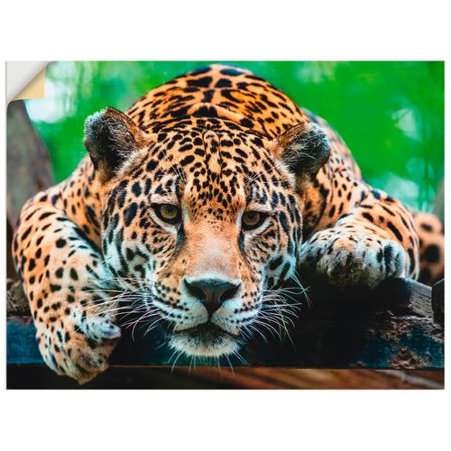 4057738320227 - Wandbild ARTLAND Südamerikanischer Jaguar Bilder Gr B H 40 cm x 30 cm Wandaufkleber - Vinyl Wildtiere Querformat 1 St braun Kunstdrucke als Alubild Leinwandbild Wandaufkleber oder Poster in versch Größen 4057738320227 - Wandbild ARTLAND Südamerikanischer Jaguar Bilder Gr B H 40 cm x 30 cm Wandaufkleber - Vinyl Wildtiere Querformat 1 St braun Kunstdrucke als Alubild Leinwandbild Wandaufkleber oder Poster in versch Größen