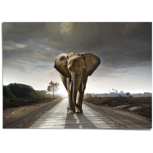 8714597615579 - Poster REINDERS Elefantenkönig braun (farbe bild(er) braun) B140cm H100cm T01cm Papier Bilder 8714597615579 - Poster REINDERS Elefantenkönig braun (farbe bild(er) braun) B140cm H100cm T01cm Papier Bilder