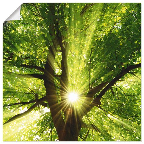 4057738317340 - Wandbild ARTLAND Sonne strahlt explosiv durch den Baum Bilder Gr B H 50 cm x 50 cm Poster Bäume quadratisch 1 St grün Bild Leinwandbild Kunstdrucke Bilder als Alubild Leinwandbild Wandaufkleber oder Poster in versch Größen 4057738317340 - Wandbild ARTLAND Sonne strahlt explosiv durch den Baum Bilder Gr B H 50 cm x 50 cm Poster Bäume quadratisch 1 St grün Bild Leinwandbild Kunstdrucke Bilder als Alubild Leinwandbild Wandaufkleber oder Poster in versch Größen