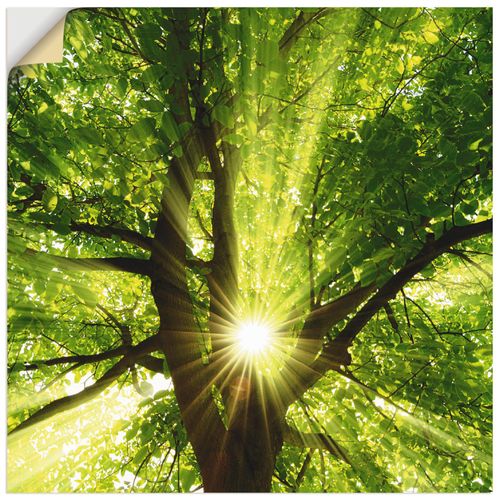 4057738318774 - Wandbild ARTLAND Sonne strahlt explosiv durch den Baum Bilder Gr B H 50 cm x 50 cm Wandaufkleber - Vinyl Bäume quadratisch 1 St grün Bild Leinwandbild Kunstdrucke Bilder als Alubild Leinwandbild Wandaufkleber oder Poster in versch Größen 4057738318774 - Wandbild ARTLAND Sonne strahlt explosiv durch den Baum Bilder Gr B H 50 cm x 50 cm Wandaufkleber - Vinyl Bäume quadratisch 1 St grün Bild Leinwandbild Kunstdrucke Bilder als Alubild Leinwandbild Wandaufkleber oder Poster in versch Größen