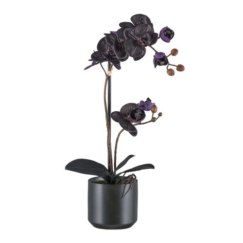 4068222241584 - Kunstorchidee BRUNO BANANI Orchidee Phalaenopsis schwarz H50cm Kunststoff Kunstpflanzen mit real-touch-Blüten 4068222241584 - Kunstorchidee BRUNO BANANI Orchidee Phalaenopsis schwarz H50cm Kunststoff Kunstpflanzen mit real-touch-Blüten