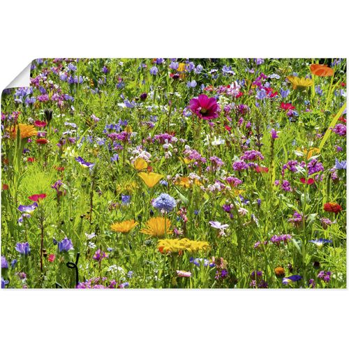 4062144669563 - Wandbild ARTLAND Bunte Blumenwiese Bilder Gr B H 60 cm x 40 cm Poster Blumenwiese Querformat 1 St bunt Kunstdrucke als Alubild Leinwandbild Wandaufkleber oder Poster in versch Größen 4062144669563 - Wandbild ARTLAND Bunte Blumenwiese Bilder Gr B H 60 cm x 40 cm Poster Blumenwiese Querformat 1 St bunt Kunstdrucke als Alubild Leinwandbild Wandaufkleber oder Poster in versch Größen