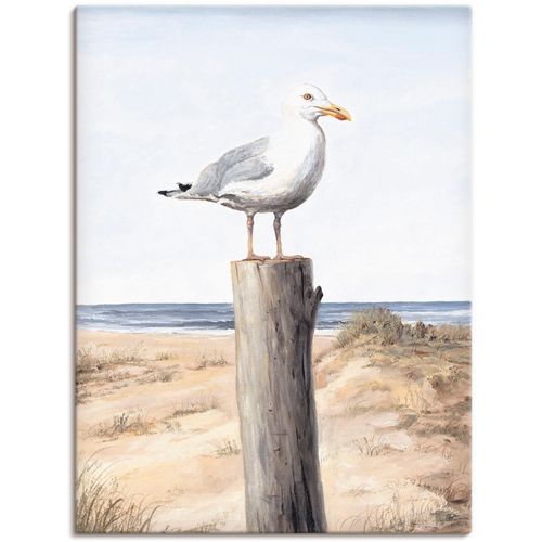 4055327148764 - Wandbild ARTLAND Möwe Bilder Gr B H 30 cm x 40 cm Leinwandbild Vögel 1 St weiß Bild Poster Bilder als Alubild Leinwandbild Wandaufkleber oder in versch Größen 4055327148764 - Wandbild ARTLAND Möwe Bilder Gr B H 30 cm x 40 cm Leinwandbild Vögel 1 St weiß Bild Poster Bilder als Alubild Leinwandbild Wandaufkleber oder in versch Größen