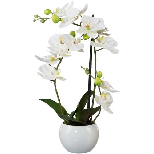 4003529740842 - Kunstpflanze CREATIV GREEN Phalaenopsis Kunstpflanzen Gr H 42 cm 1 St weiß Kunstorchidee Kunstpflanze Zimmerpflanze Künstliche Zimmerpflanzen Kunstpflanzen 4003529740842 - Kunstpflanze CREATIV GREEN Phalaenopsis Kunstpflanzen Gr H 42 cm 1 St weiß Kunstorchidee Kunstpflanze Zimmerpflanze Künstliche Zimmerpflanzen Kunstpflanzen