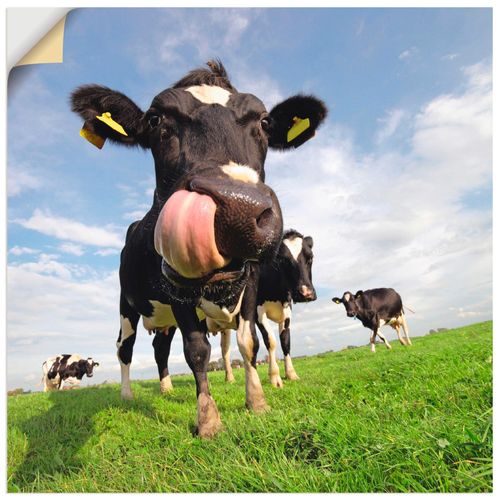 4057738276777 - Wandbild ARTLAND Holstein-Kuh mit gewaltiger Zunge Bilder Gr B H 40 cm x 40 cm Wandaufkleber - Vinyl Haustiere quadratisch 1 St blau Bild Metallbild Metallbilder Bilder als Alubild Leinwandbild Wandaufkleber oder Poster in versch Größen 4057738276777 - Wandbild ARTLAND Holstein-Kuh mit gewaltiger Zunge Bilder Gr B H 40 cm x 40 cm Wandaufkleber - Vinyl Haustiere quadratisch 1 St blau Bild Metallbild Metallbilder Bilder als Alubild Leinwandbild Wandaufkleber oder Poster in versch Größen