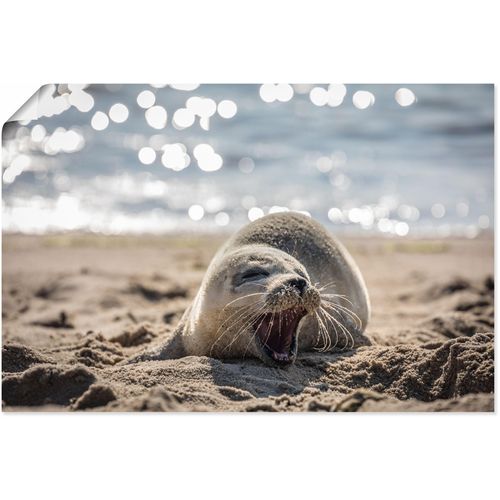 4062144746660 - Wandbild ARTLAND Baby-Robbe am Strand von List Sylt Bilder Gr B H 60 cm x 40 cm Poster Robben Querformat 1 St braun Kunstdrucke als Alubild Leinwandbild Wandaufkleber oder Poster in versch Größen 4062144746660 - Wandbild ARTLAND Baby-Robbe am Strand von List Sylt Bilder Gr B H 60 cm x 40 cm Poster Robben Querformat 1 St braun Kunstdrucke als Alubild Leinwandbild Wandaufkleber oder Poster in versch Größen