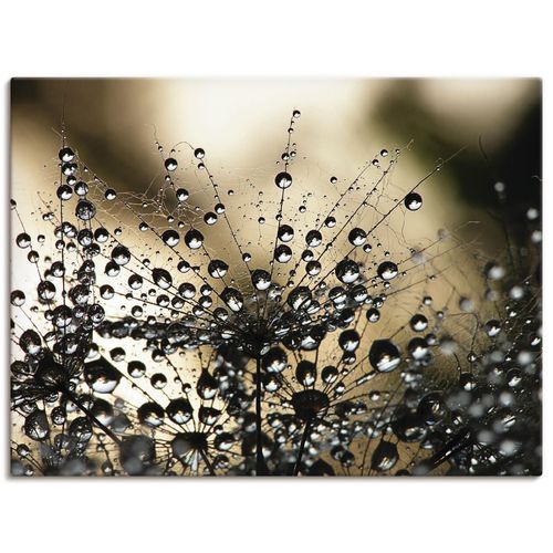 4059745927109 - Wandbild ARTLAND Nasser Löwenzahn Bilder Gr B H 80 cm x 60 cm Leinwandbild Blumen Querformat 1 St schwarz Bild Metallbild Metallbilder Bilder als Alubild Leinwandbild Wandaufkleber oder Poster in versch Größen 4059745927109 - Wandbild ARTLAND Nasser Löwenzahn Bilder Gr B H 80 cm x 60 cm Leinwandbild Blumen Querformat 1 St schwarz Bild Metallbild Metallbilder Bilder als Alubild Leinwandbild Wandaufkleber oder Poster in versch Größen