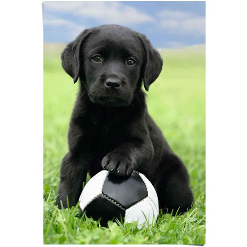 8714597313420 - Poster REINDERS Labrador Welpe Fußball bunt (farbe bild(er) mehrfarbig) B61cm H915cm Papier Bilder 8714597313420 - Poster REINDERS Labrador Welpe Fußball bunt (farbe bild(er) mehrfarbig) B61cm H915cm Papier Bilder