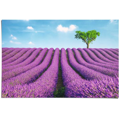 8714597552706 - Poster REINDERS Lavendel Felder lila (farbe bild(er) lila) B915cm H61cm Papier Bilder 8714597552706 - Poster REINDERS Lavendel Felder lila (farbe bild(er) lila) B915cm H61cm Papier Bilder
