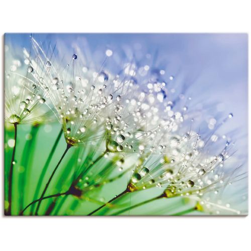 4055327990264 - Wandbild ARTLAND Glitzernde Pusteblume III Bilder Gr B H 80 cm x 60 cm Leinwandbild Blumen 1 St blau Bild Kunstdruck Leinwandbild Kunstdrucke Bilder als Leinwandbild Wandaufkleber oder Poster in versch Größen