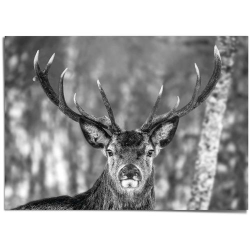 8714597555493 - Poster REINDERS Hirsch im Winter schwarz (farbe bild(er) schwarz) B140cm H100cm T01cm Papier Bilder 8714597555493 - Poster REINDERS Hirsch im Winter schwarz (farbe bild(er) schwarz) B140cm H100cm T01cm Papier Bilder