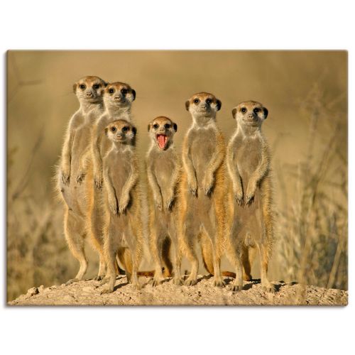 4055327638425 - Wandbild ARTLAND Erdmännchen Familie Bilder Gr B H 80 cm x 60 cm Leinwandbild Wildtiere Querformat 1 St braun Bild Leinwandbild Kunstdrucke Bilder als Alubild Leinwandbild Wandaufkleber oder Poster in versch Größen 4055327638425 - Wandbild ARTLAND Erdmännchen Familie Bilder Gr B H 80 cm x 60 cm Leinwandbild Wildtiere Querformat 1 St braun Bild Leinwandbild Kunstdrucke Bilder als Alubild Leinwandbild Wandaufkleber oder Poster in versch Größen