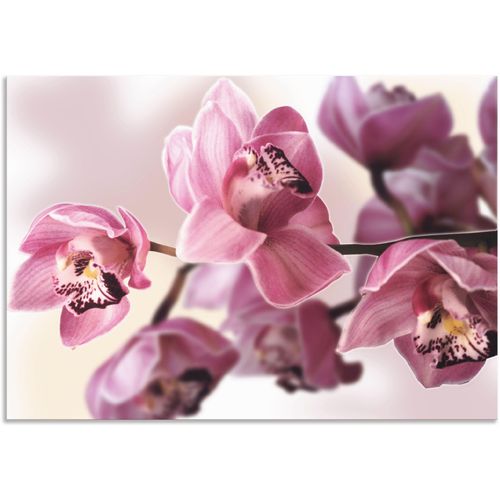 4057738427537 - Wandbild ARTLAND Rosa Orchidee Bilder Gr B H 100 cm x 70 cm Alu-Dibond-Druck Blumenbilder Querformat 1 St pink Kunstdrucke als Alubild Leinwandbild Wandaufkleber oder Poster in versch Größen 4057738427537 - Wandbild ARTLAND Rosa Orchidee Bilder Gr B H 100 cm x 70 cm Alu-Dibond-Druck Blumenbilder Querformat 1 St pink Kunstdrucke als Alubild Leinwandbild Wandaufkleber oder Poster in versch Größen