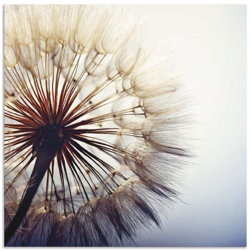 4059745836074 - Wandbild ARTLAND Große Pusteblume Bilder Gr B H 50 cm x 50 cm Alu-Dibond-Druck Blumen quadratisch 1 St blau Bild Leinwandbild Kunstdrucke Bilder als Alubild Leinwandbild Wandaufkleber oder Poster in versch Größen 4059745836074 - Wandbild ARTLAND Große Pusteblume Bilder Gr B H 50 cm x 50 cm Alu-Dibond-Druck Blumen quadratisch 1 St blau Bild Leinwandbild Kunstdrucke Bilder als Alubild Leinwandbild Wandaufkleber oder Poster in versch Größen