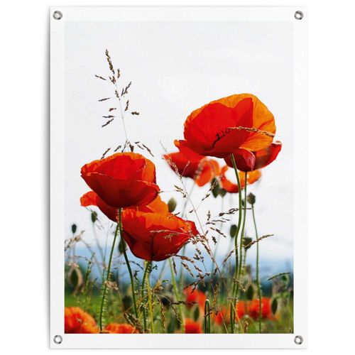 8714597638950 - Poster REINDERS Mohnblumen rot (farbe bild(er) rot) B60cm H80cm T01cm Leinwand Bilder Outdoor für Garten oder Balkon