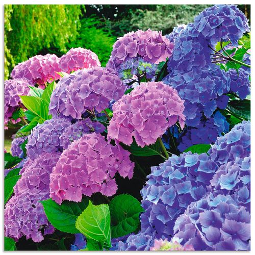 4057738379386 - Wandbild ARTLAND Hortensien im Garten Bilder Gr B H 40 cm x 40 cm Alu-Dibond-Druck Blumen quadratisch 1 St lila Bild Leinwandbild Kunstdrucke Bilder als Alubild Leinwandbild Wandaufkleber oder Poster in versch Größen 4057738379386 - Wandbild ARTLAND Hortensien im Garten Bilder Gr B H 40 cm x 40 cm Alu-Dibond-Druck Blumen quadratisch 1 St lila Bild Leinwandbild Kunstdrucke Bilder als Alubild Leinwandbild Wandaufkleber oder Poster in versch Größen