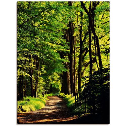 4059745637053 - Wandbild ARTLAND Weg im Wald Bilder Gr B H 60 cm x 80 cm Leinwandbild Wald 1 St grün Bild Leinwandbild Kunstdrucke Bilder als Alubild Leinwandbild Wandaufkleber oder Poster in versch Größen 4059745637053 - Wandbild ARTLAND Weg im Wald Bilder Gr B H 60 cm x 80 cm Leinwandbild Wald 1 St grün Bild Leinwandbild Kunstdrucke Bilder als Alubild Leinwandbild Wandaufkleber oder Poster in versch Größen