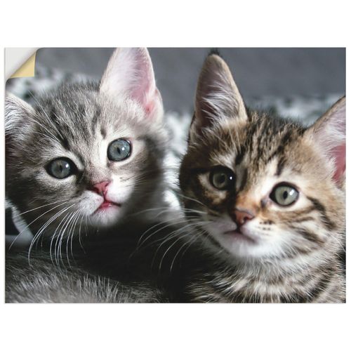 4057738284598 - Wandbild ARTLAND Katze Bilder Gr B H 60 cm x 45 cm Wandaufkleber - Vinyl Haustiere Querformat 1 St grau Bild Leinwandbild Kunstdrucke Bilder als Alubild Leinwandbild Wandaufkleber oder Poster in versch Größen 4057738284598 - Wandbild ARTLAND Katze Bilder Gr B H 60 cm x 45 cm Wandaufkleber - Vinyl Haustiere Querformat 1 St grau Bild Leinwandbild Kunstdrucke Bilder als Alubild Leinwandbild Wandaufkleber oder Poster in versch Größen