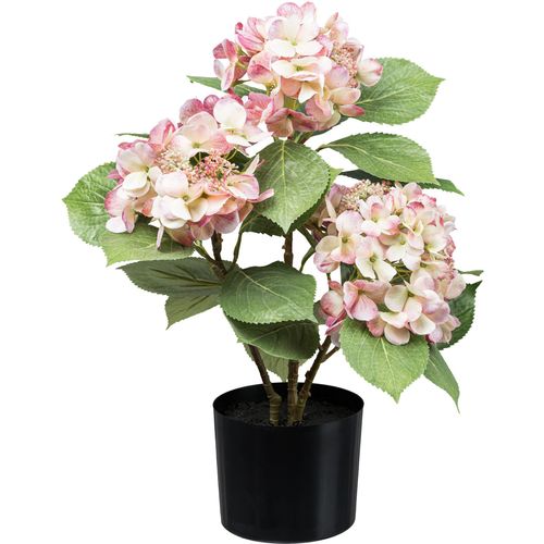 4064118181163 - Kunstpflanze CREATIV GREEN Hortensienbusch rosa (rosa creme) H53cm Kunstpflanzen mit traumhaft schönen Blüten 4064118181163 - Kunstpflanze CREATIV GREEN Hortensienbusch rosa (rosa creme) H53cm Kunstpflanzen mit traumhaft schönen Blüten