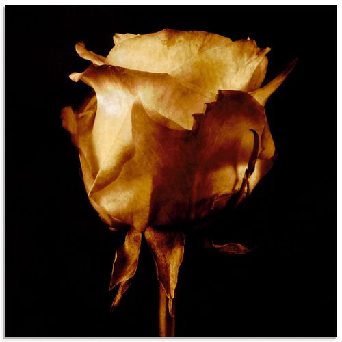 4055327268554 - Glasbild ARTLAND Vergoldete Rose Bilder Gr B H 50 cm x 50 cm Glasbild Blumen quadratisch 1 St goldfarben Bild Glasbild Glasbilder Bilder in verschiedenen Größen 4055327268554 - Glasbild ARTLAND Vergoldete Rose Bilder Gr B H 50 cm x 50 cm Glasbild Blumen quadratisch 1 St goldfarben Bild Glasbild Glasbilder Bilder in verschiedenen Größen