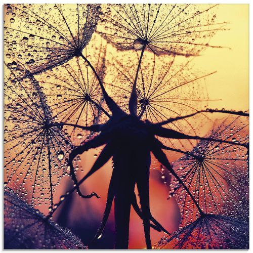 4059745192545 - Glasbild ARTLAND Pusteblume im Sonnenuntergang Bilder Gr B H 50 cm x 50 cm Glasbild Blumen quadratisch 1 St rot Bild Glasbild Glasbilder Bilder in verschiedenen Größen 4059745192545 - Glasbild ARTLAND Pusteblume im Sonnenuntergang Bilder Gr B H 50 cm x 50 cm Glasbild Blumen quadratisch 1 St rot Bild Glasbild Glasbilder Bilder in verschiedenen Größen