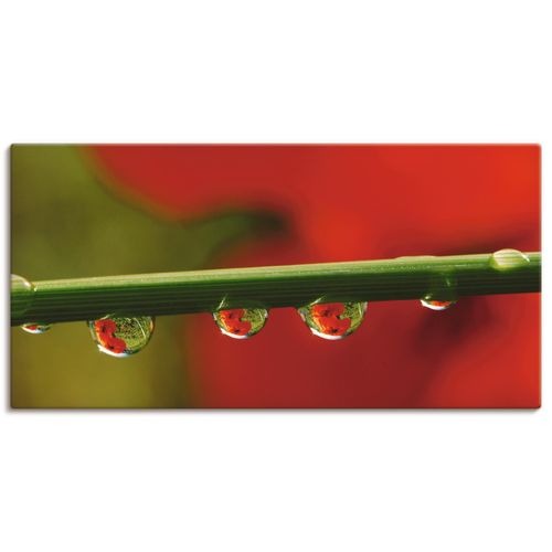 4055327991773 - Wandbild ARTLAND Mohnblüten Wassertropfen Bilder Gr B H 100 cm x 50 cm Leinwandbild Blumen Querformat 1 St rot Bild Poster Bilder als Leinwandbild Wandaufkleber oder in versch Größen 4055327991773 - Wandbild ARTLAND Mohnblüten Wassertropfen Bilder Gr B H 100 cm x 50 cm Leinwandbild Blumen Querformat 1 St rot Bild Poster Bilder als Leinwandbild Wandaufkleber oder in versch Größen