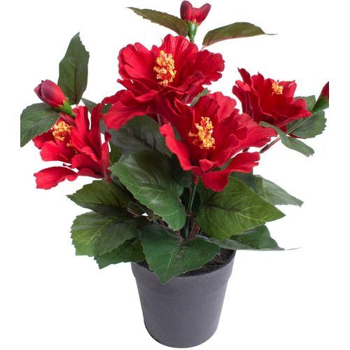 8505451848031 - Kunstblume BOTANIC-HAUS Hibiskus im Topf Kunstpflanzen Gr Ø H 20 cm x 27 cm 1 St rot Kunst-Blumen 8505451848031 - Kunstblume BOTANIC-HAUS Hibiskus im Topf Kunstpflanzen Gr Ø H 20 cm x 27 cm 1 St rot Kunst-Blumen