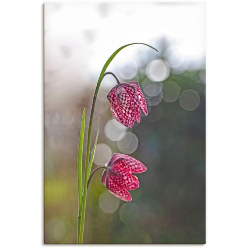 4062144641668 - Wandbild ARTLAND Schachbrettblume Bilder Gr B H 60 cm x 90 cm Leinwandbild Blumenbilder Hochformat 1 St beige (naturfarben) Kunstdrucke als Alubild Leinwandbild Wandaufkleber oder Poster in versch Größen 4062144641668 - Wandbild ARTLAND Schachbrettblume Bilder Gr B H 60 cm x 90 cm Leinwandbild Blumenbilder Hochformat 1 St beige (naturfarben) Kunstdrucke als Alubild Leinwandbild Wandaufkleber oder Poster in versch Größen