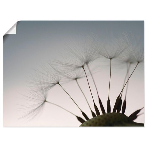 4055327635448 - Wandbild ARTLAND Pusteblumen-Samen I Bilder Gr B H 80 cm x 60 cm Poster Blumen Querformat 1 St grau Bild Metallbild Metallbilder Bilder als Alubild Leinwandbild Wandaufkleber oder Poster in versch Größen