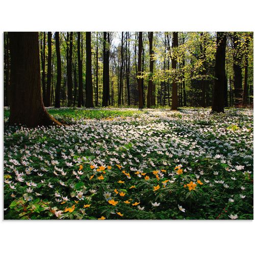 4058661634436 - Glasbild ARTLAND Frühlingswald bedeckt mit Windröschen Bilder Gr B H 80 cm x 60 cm Glasbild Wald 1 St grün Glasbilder in verschiedenen Größen 4058661634436 - Glasbild ARTLAND Frühlingswald bedeckt mit Windröschen Bilder Gr B H 80 cm x 60 cm Glasbild Wald 1 St grün Glasbilder in verschiedenen Größen