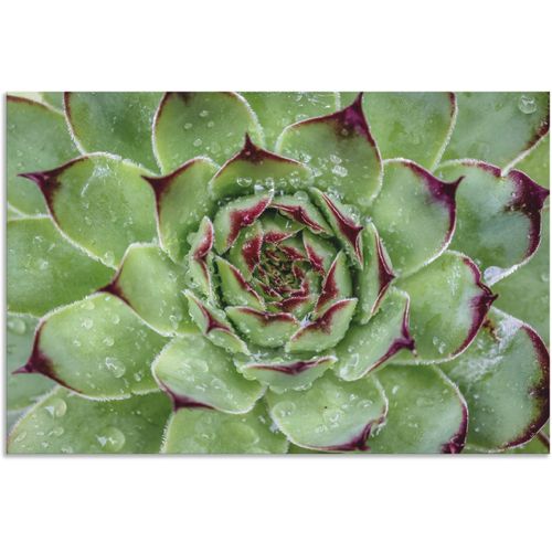 4062144662861 - Wandbild ARTLAND Sukkulente mit Regentropfen Bilder Gr B H 90 cm x 60 cm Alu-Dibond-Druck Pflanzenbilder Querformat 1 St grün Kunstdrucke als Alubild Leinwandbild Wandaufkleber oder Poster in versch Größen 4062144662861 - Wandbild ARTLAND Sukkulente mit Regentropfen Bilder Gr B H 90 cm x 60 cm Alu-Dibond-Druck Pflanzenbilder Querformat 1 St grün Kunstdrucke als Alubild Leinwandbild Wandaufkleber oder Poster in versch Größen