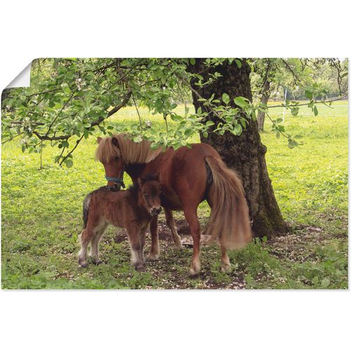 4059745854153 - Wandbild ARTLAND Pony - Mutterglück Bilder Gr B H 60 cm x 40 cm Poster Haustiere 1 St grün Bild Kunstdruck Kunstdrucke Bilder als Alubild Leinwandbild Wandaufkleber oder Poster in versch Größen 4059745854153 - Wandbild ARTLAND Pony - Mutterglück Bilder Gr B H 60 cm x 40 cm Poster Haustiere 1 St grün Bild Kunstdruck Kunstdrucke Bilder als Alubild Leinwandbild Wandaufkleber oder Poster in versch Größen